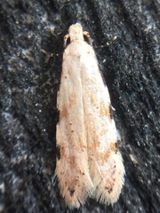 Endophthora omogramma