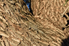 Lygodactylus chobiensis