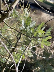 Acacia baileyana
