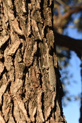 Lygodactylus chobiensis