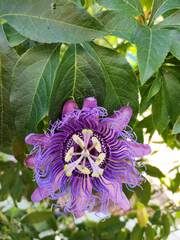 Passiflora incarnata × cincinnata