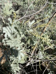 Acacia baileyana
