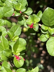 Fuchsia microphylla