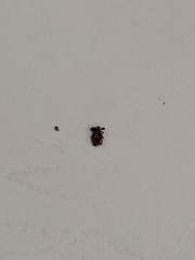 Ixodidae