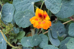 Tropaeolum majus