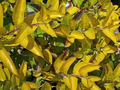 Ligustrum ovalifolium