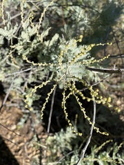 Acacia baileyana
