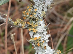 Teloschistes chrysophthalmus