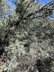 Acacia baileyana