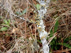 Teloschistes chrysophthalmus