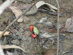 Parasesarma brevicristatum