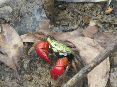 Parasesarma brevicristatum