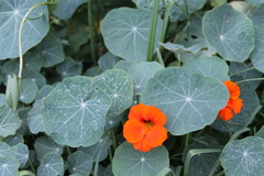 Tropaeolum majus