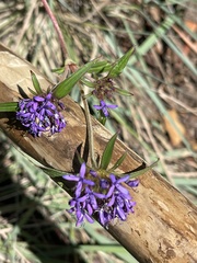 Centratherum punctatum