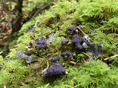 Nectriopsis violacea