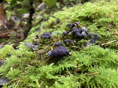 Nectriopsis violacea