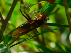 Polistes major