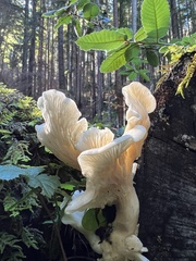 Pleurotus pulmonarius
