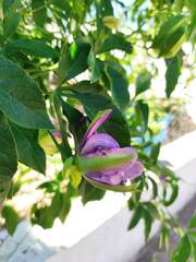 Passiflora incarnata × cincinnata