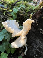 Pleurotus pulmonarius