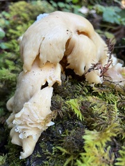 Pleurotus pulmonarius