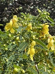 Senna pallida