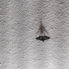 Spilomelinae