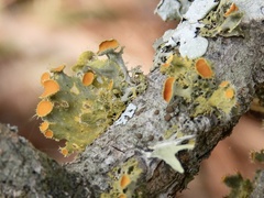 Teloschistes chrysophthalmus