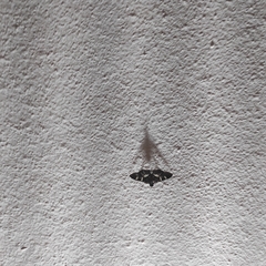 Spilomelinae
