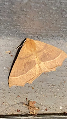 Tetracis jubararia