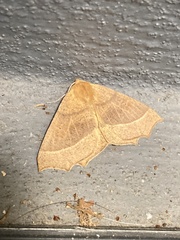 Tetracis jubararia