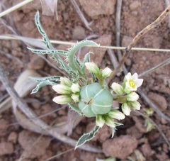 Jatropha erythropoda image