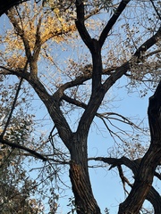 Erethizontidae