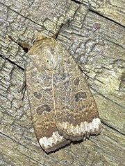 Abagrotis alternata
