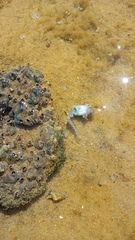 Callinectes marginatus