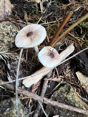 Lepiota rubrotinctoides