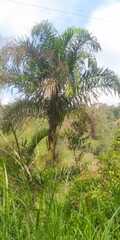 Bactris