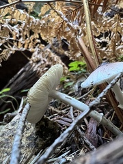 Lepiota rubrotinctoides