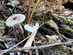 Lepiota rubrotinctoides