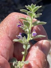 Pseudorontium cyathiferum