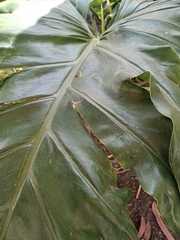 Philodendreae