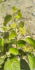 Cissus