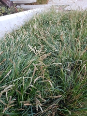 Sesleria autumnalis