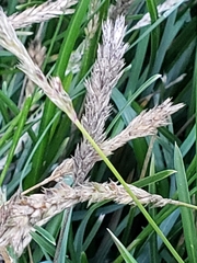 Sesleria autumnalis