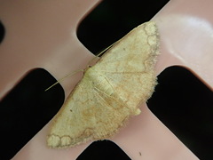 Pylargosceles steganioides