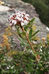Grevillea phylicoides