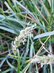 Sesleria autumnalis