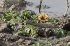 Hymeniacidon perlevis