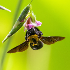 Xylocopa aestuans
