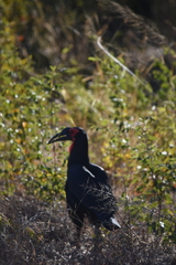 Bucorvus leadbeateri
